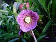 Helleborus Burgundy spotted